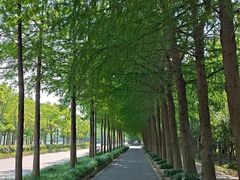 -上海长兴岛郊野公园