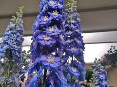 -深圳仙湖植物园