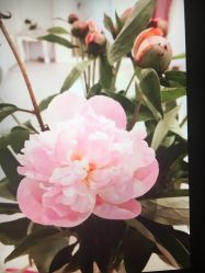 -LeCameliaBridal 山茶花新娘 婚纱礼服高级定制