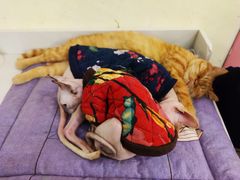 -喵匠猫主题咖啡(凯德和平广场店)