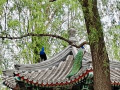 -北京麋鹿生态实验中心