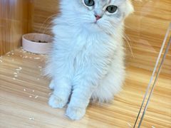 -猫十亿·布偶金渐层·曼基康矮脚猫舍(青年路店)