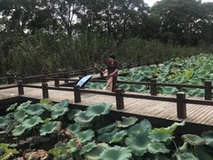 -大塘金香草谷