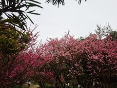 -南山植物园