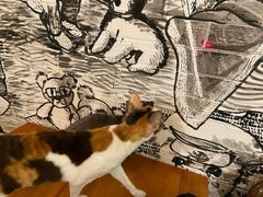 -猫小院猫主题餐厅(三里屯店)