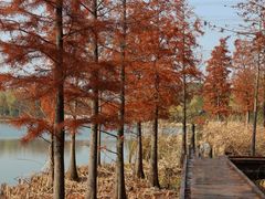 -昆山城市生态森林公园