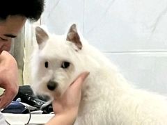 -诺比宠物医院心脏内科·泌尿肾内外科·骨科急重症