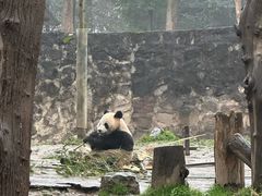 -都江堰中华大熊猫苑