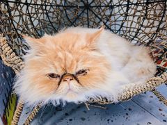 -逗柴咖啡屋·狗咖猫咖宠物桌游