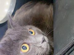 -佳怡动物医院·平价24小时·猫专科骨外科