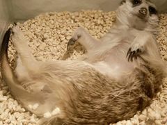 -平行世界·猫咖(首经贸店)
