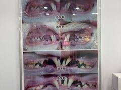 -爱洗澡的猫(望京店)