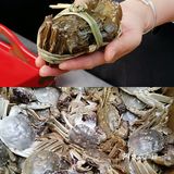 雅高心悦界x周雪龙|阳澄湖好蟹金秋赶蟹季