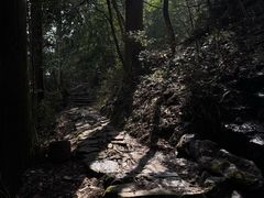 -天目山大树王景区