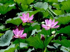 -大兴滨河森林公园