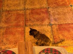 -Sirena海妖日咖夜酒