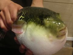 -天正河鲀·河豚亭(大连店)