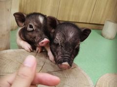 -藦茜花园宠物主题亲子互动体验馆(国顺东路店)