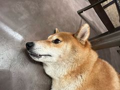 -啡语
