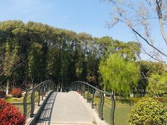 -九科绿洲