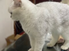 -艾贝尔宠物医院 ·内科全科(梁溪路店)