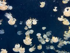 -新加坡海洋生态馆
