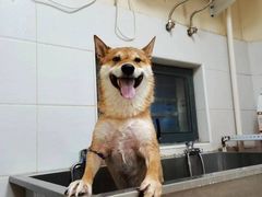 -芭比堂宠物医院·全科爱猫医院·仁德分院