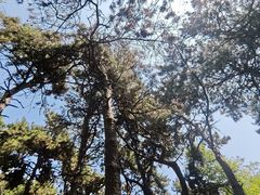 -北陵公园