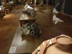 -猫猫幼稚园·撸猫·桌游·电玩