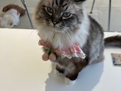 -怪兽屋·羊驼·猫咖·狗咖(俊华广场店)