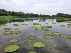 -荷塘月色湿地公园·向阳花洲