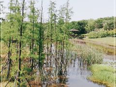 -同里国家湿地公园