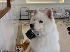 -共舞时光猫咖·狗咖(新街口店)