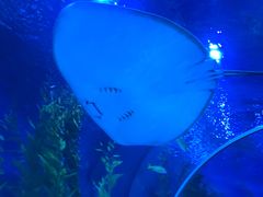 -芜湖新华联大白鲸海洋公园