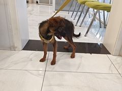 -艾吉宠物医院·疑难杂症转诊中心·猫友好(碧江路院)