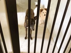 -狗不理喵子(百富路店)