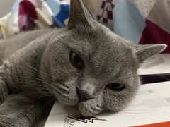 -子情贝诺·面包蛋糕(绿海湾店)