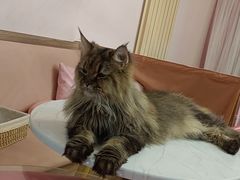 -Sweet cat·星愿猫咖(国贸大厦店)