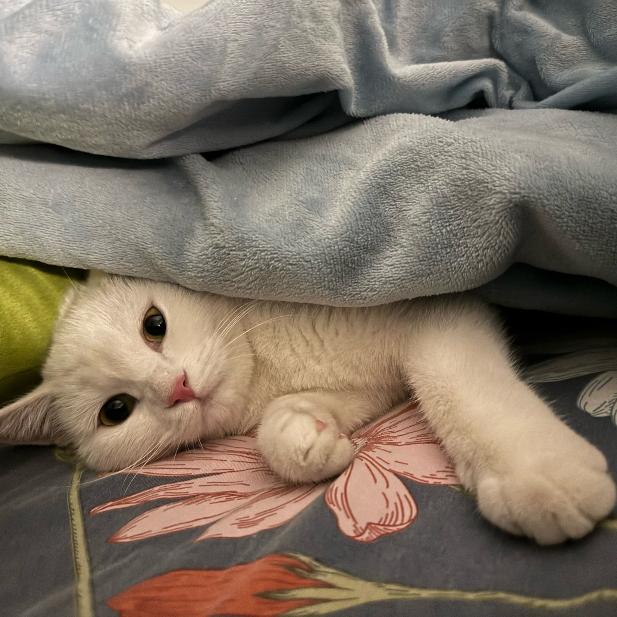 小猫床上呼呼大睡