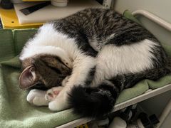 -pd派德宠物中心医院24H急重症·眼科中心·血液透析中心(嵩山北路店)