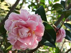 -中国科学院华南植物园