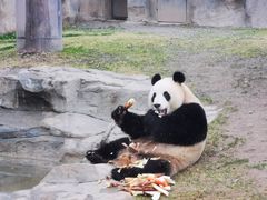 -上海野生动物园