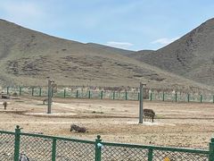 -新疆天山野生动物园