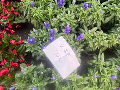 -龙大花卉苗木市场