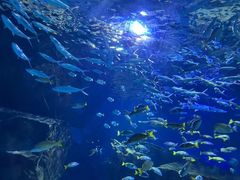 -海合安武汉极地海洋公园