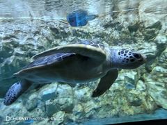 -海合安青岛极地海洋公园