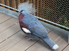 -新加坡飞禽公园