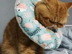-创凡宠物医院·骨专科  猫科中心(西乡分院)