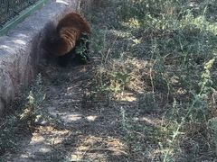 -新疆天山野生动物园