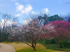 -杭州植物园